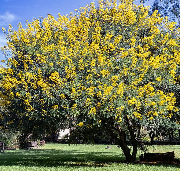 Yellow Flowering Trees Florida