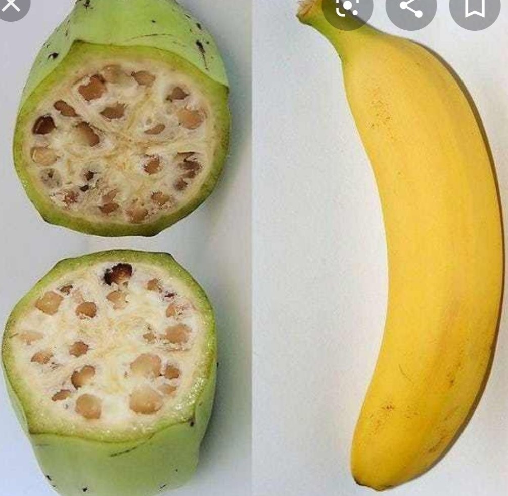 Do Bananas Have Seeds