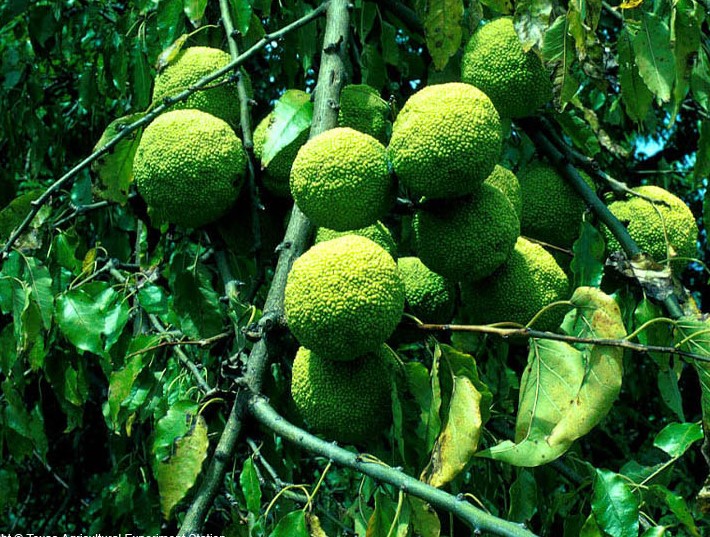 Green Balls In Trees