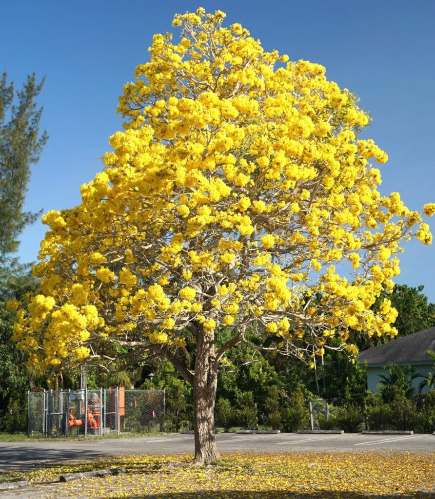 Yellow Flowering Trees Florida