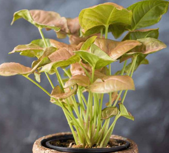 How to Take Care of Pink Syngonium