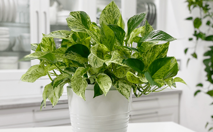 How Much Light Do Pothos Need