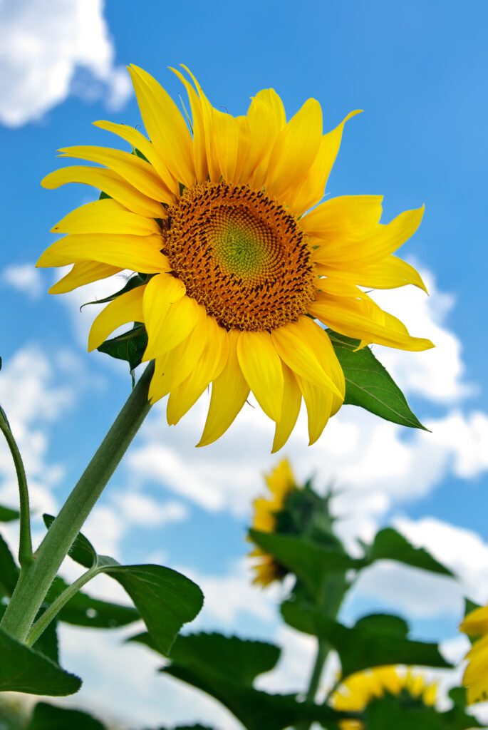 Can sunflowers grow in clay soil