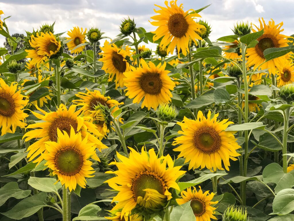 Can sunflowers grow in clay soil