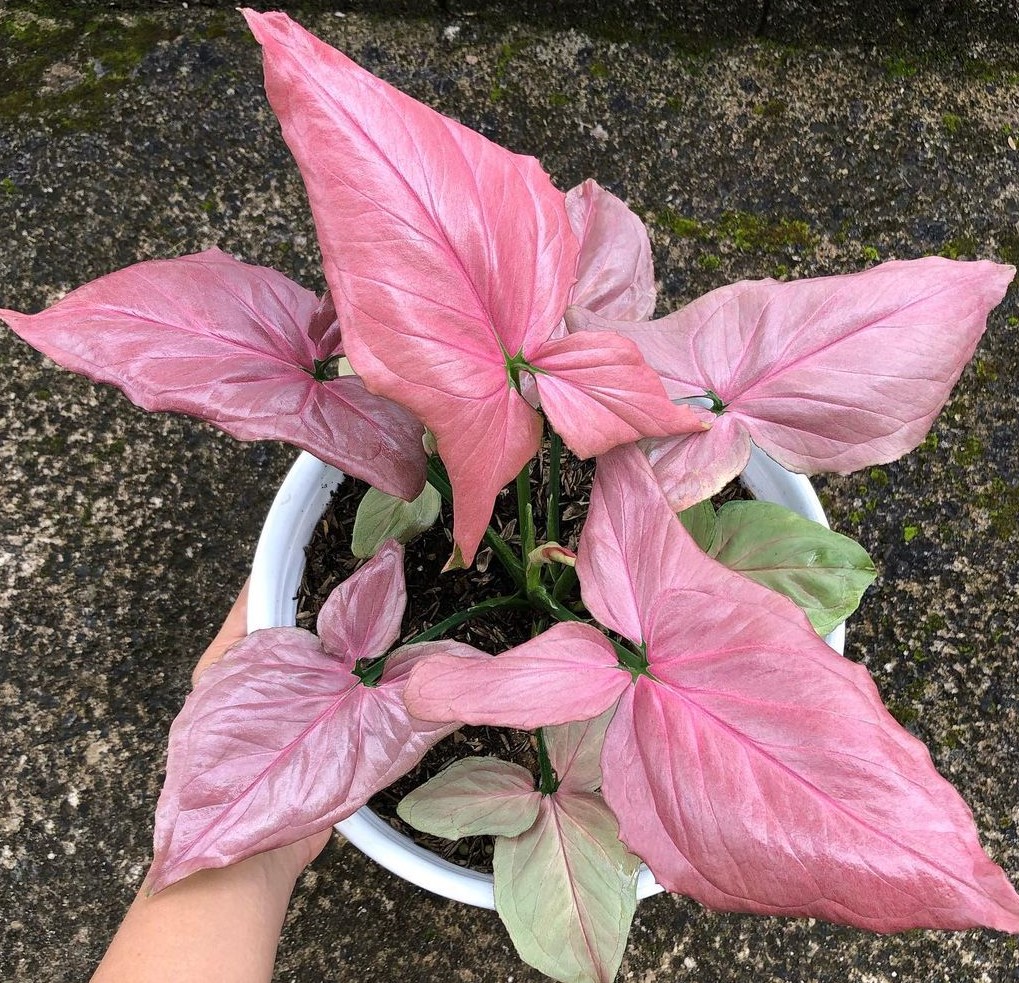 How to Take Care of Pink Syngonium