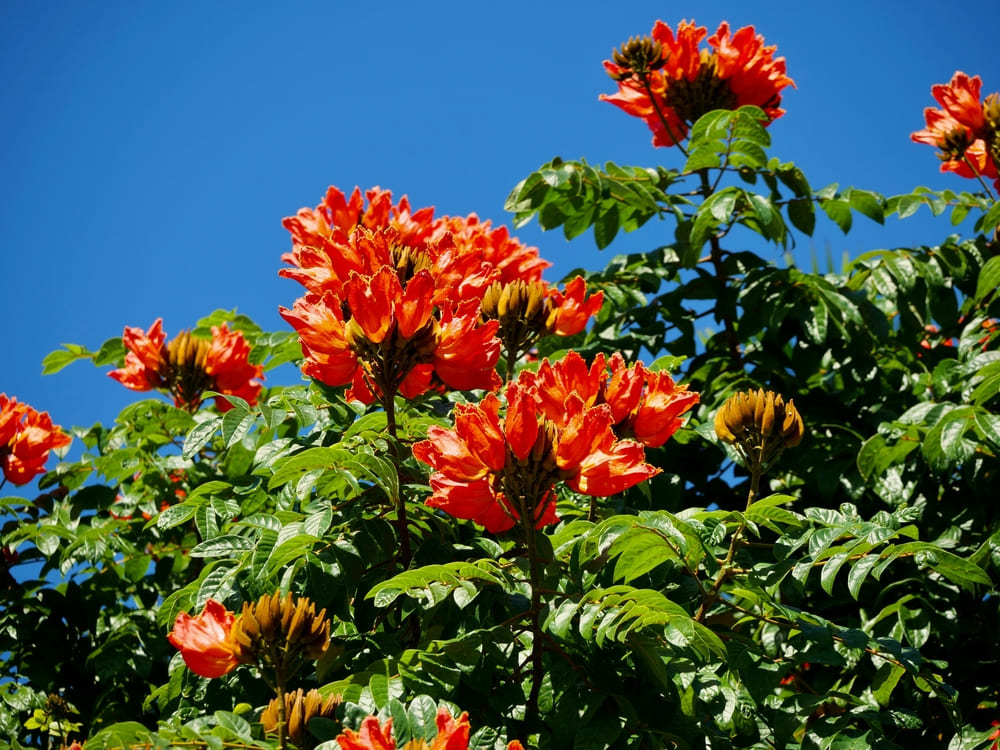 Hawaiian Flowering Trees
