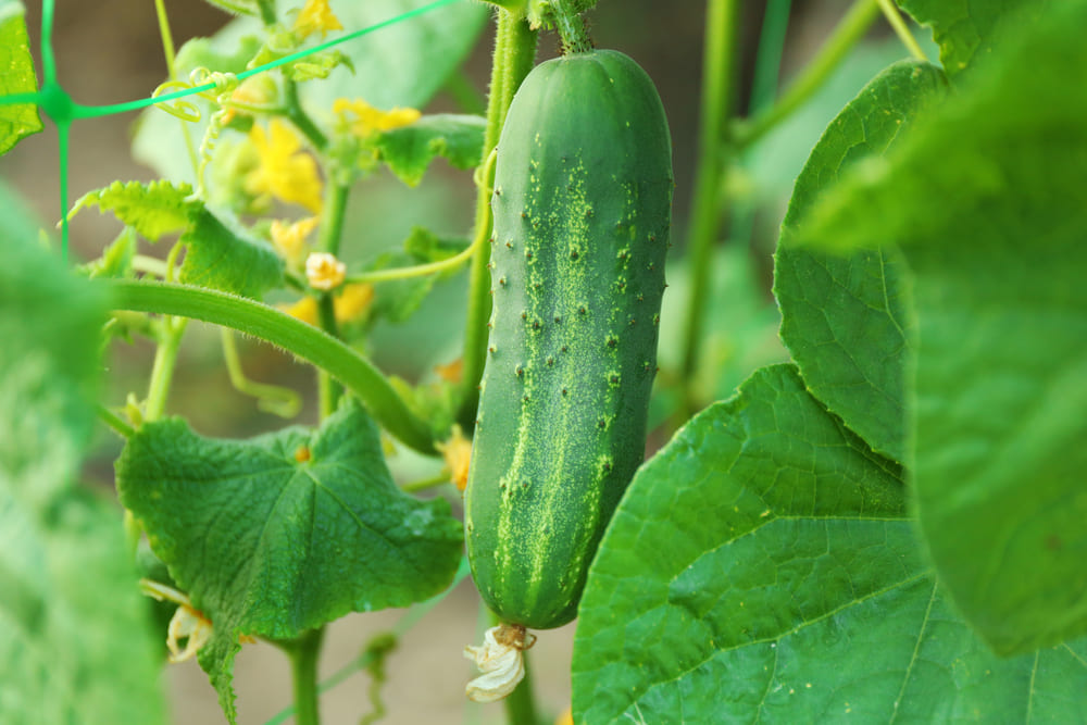 Cucumber Plant Growth Stages