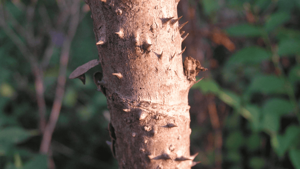 Types Of Trees With Spikes On Trunk