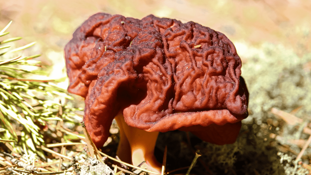Elephant Ear Mushroom