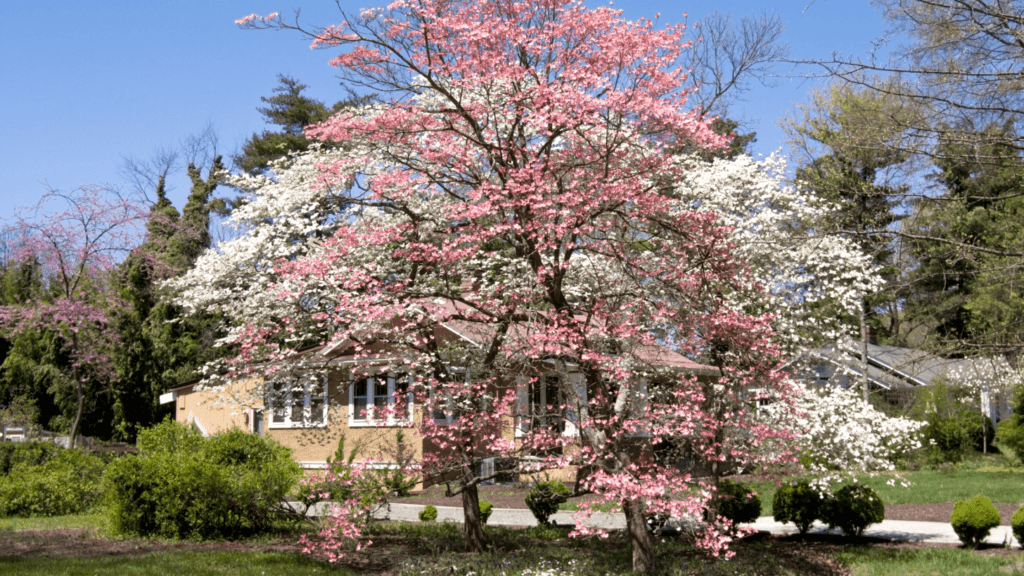 Pink Flowering Trees In Texas