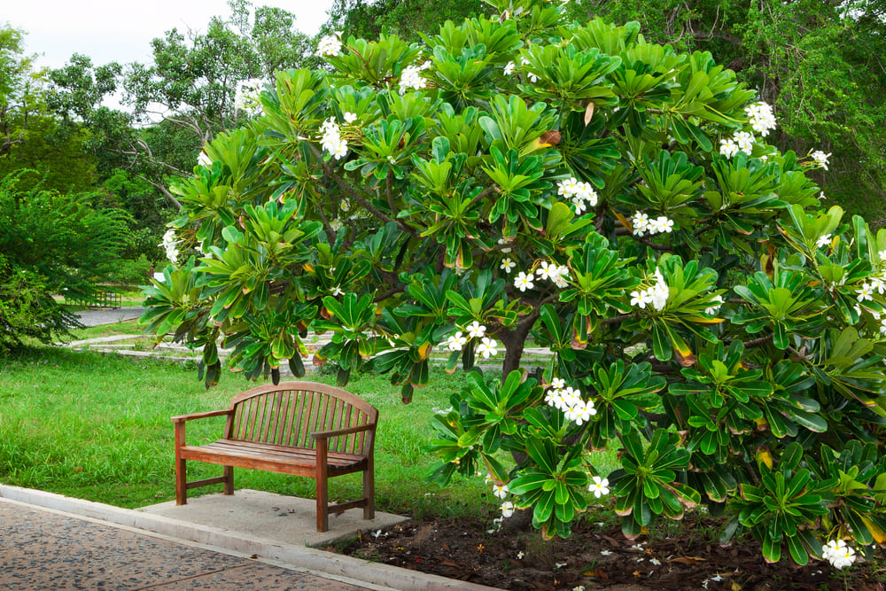 Hawaiian Flowering Trees