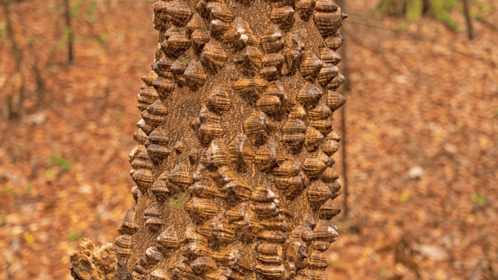 Types Of Trees With Spikes On Trunk
