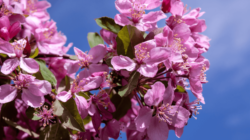 Pink Flowering Trees In Texas