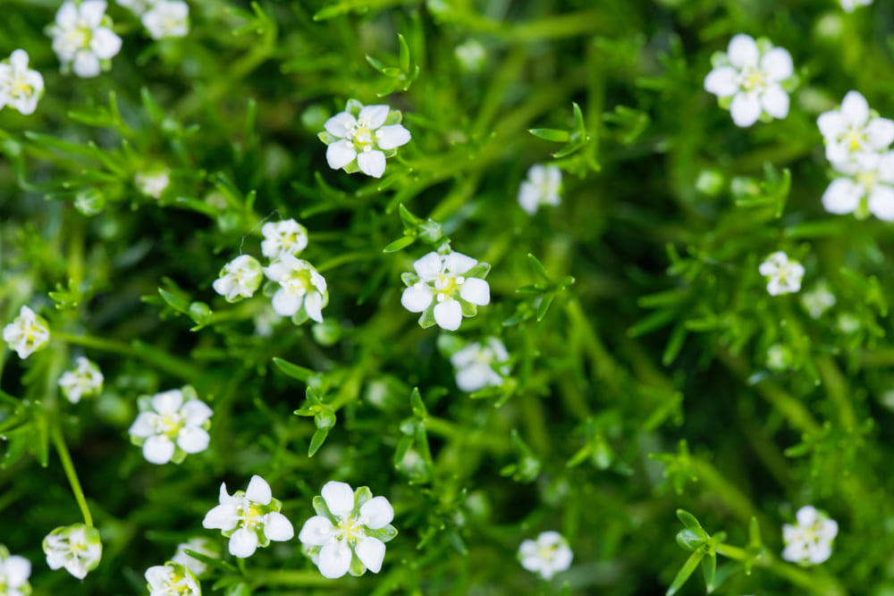 Little White Flowers In Grass