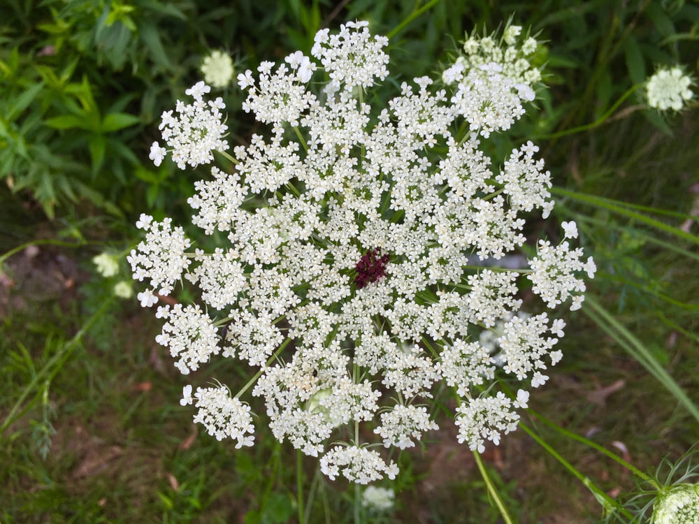 Little White Flowers In Grass
