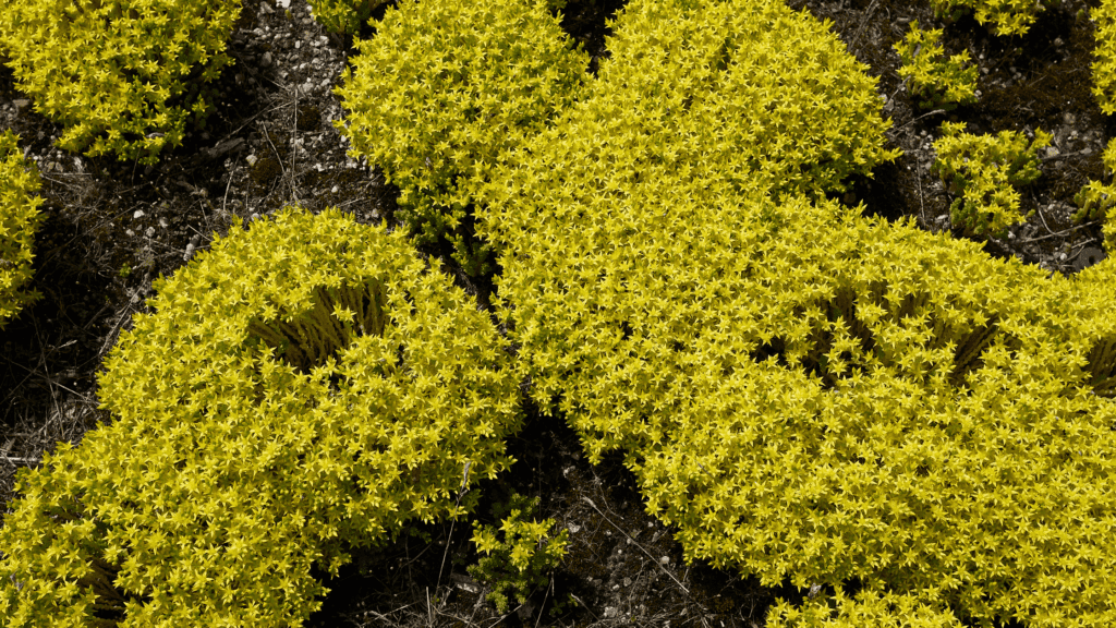 Succulents With Yellow Flowers