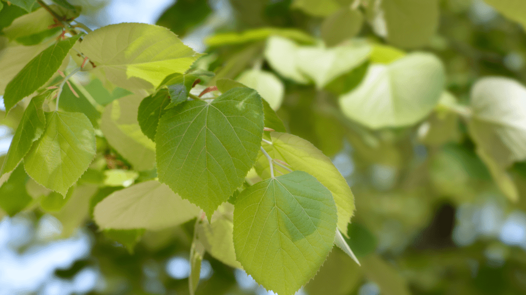 Trees With Heart Shaped Leaves