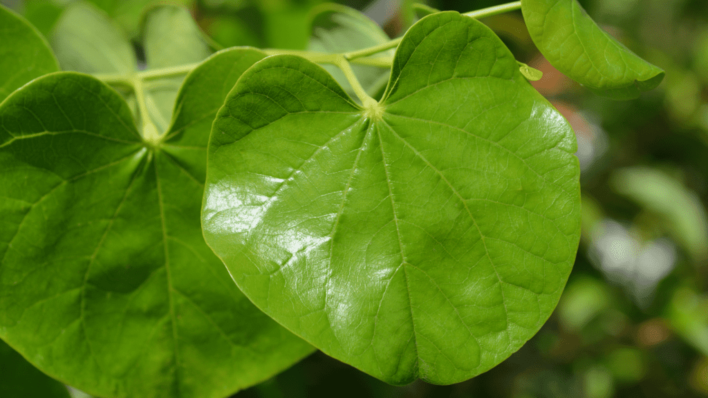 Trees With Heart Shaped Leaves