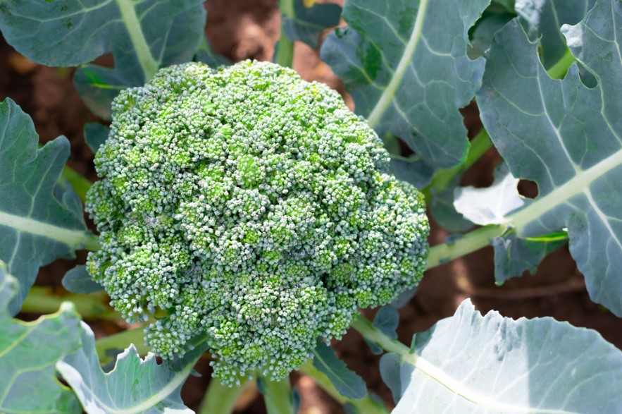 Broccoli Flower