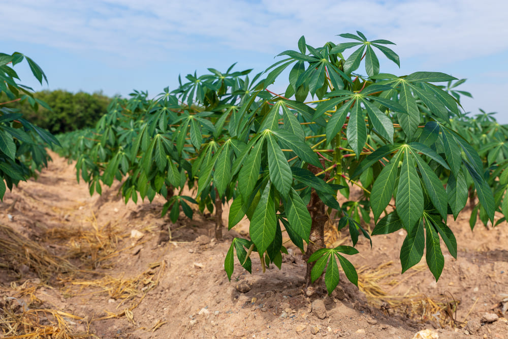 Cassava Bush