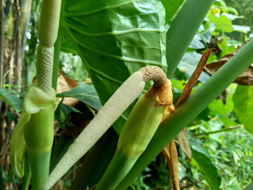 Colocasia Esculenta