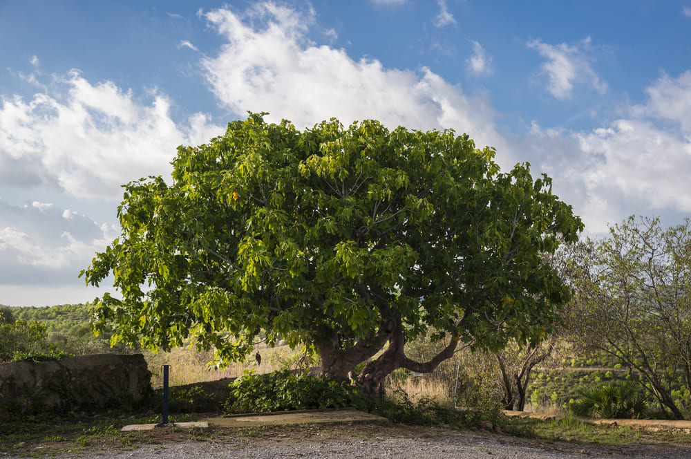 Common Fig Tree