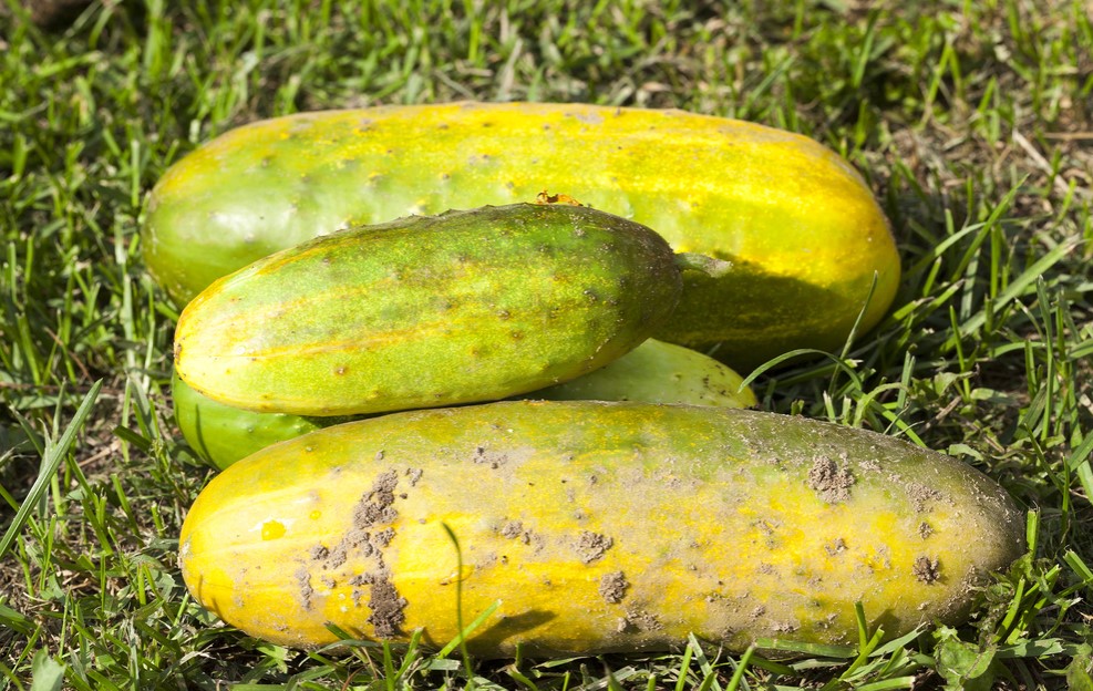 Cucumbers Over-Ripening