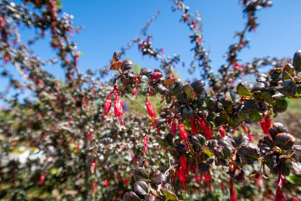 Fuchsia-flowering Gooseberry