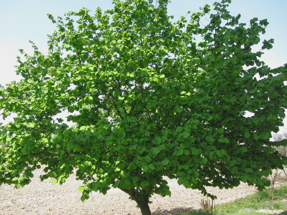Hazel Tree
