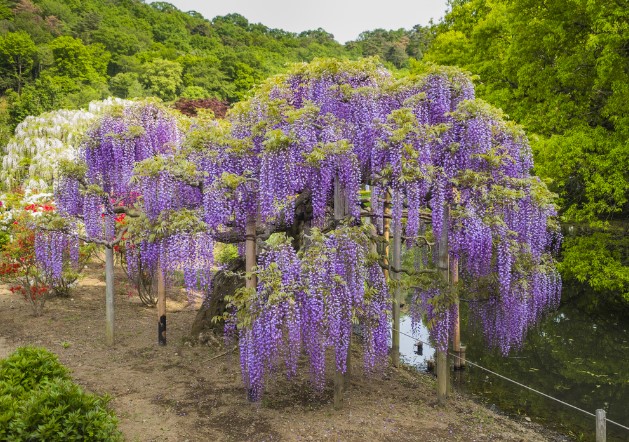 Trees With Purple Flowers