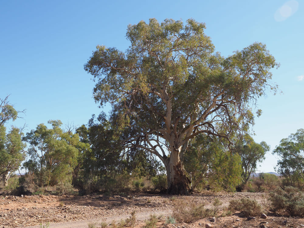 River Red Gum Tree