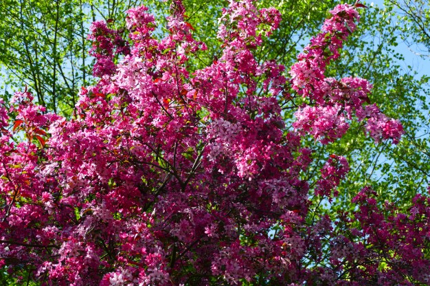 Trees With Purple Flowers