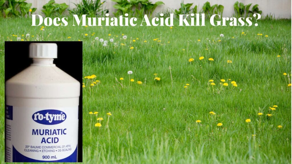 Does Muriatic Acid Kill Grass