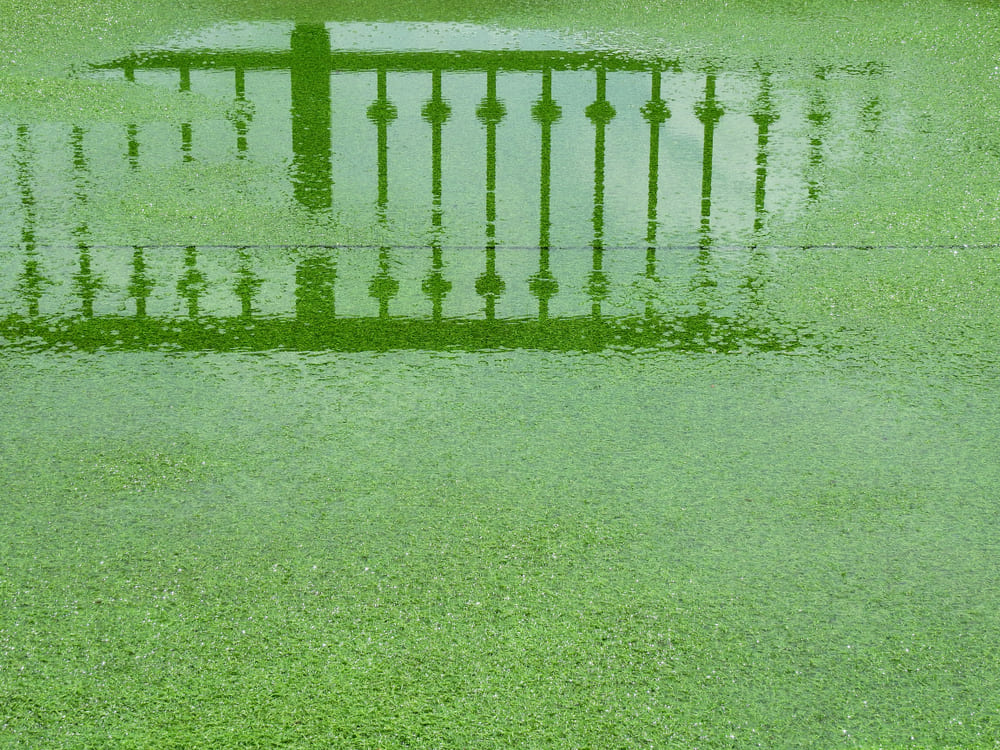 How Long Does Artificial Grass Take to Dry After Rain