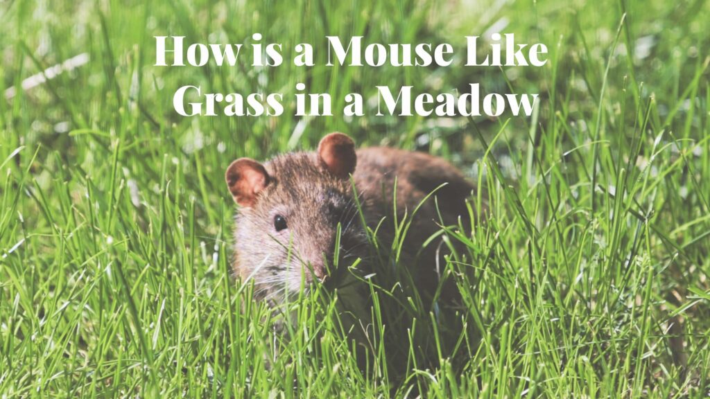 How is a Mouse Like Grass in a Meadow