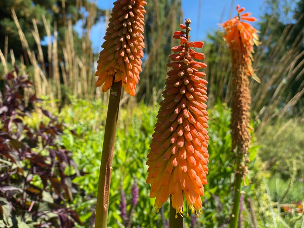 Red Hot Poker Plant Dying