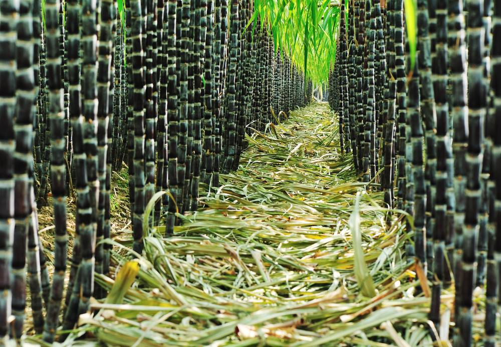 Sugar Cane vs Bamboo