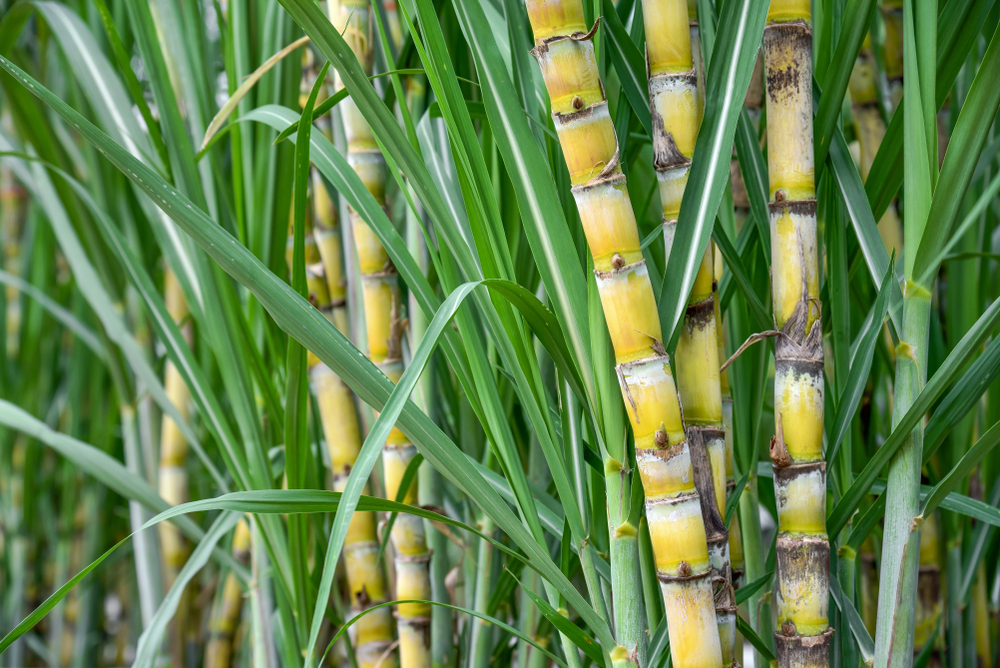 Sugar Cane vs Bamboo