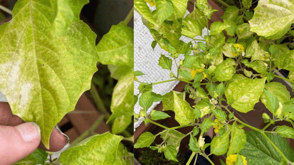 Why Are My Tomatillos Turning Yellow