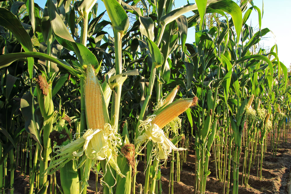 A Farmer Plants Corn in 1/4 of his Field