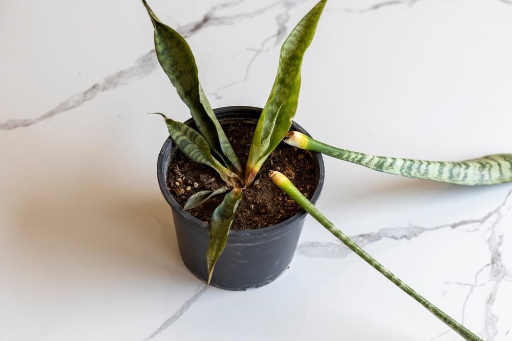 Common Problems and Pests with Snake Plants