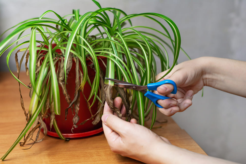 Common Problems and Solutions for Spider Plants