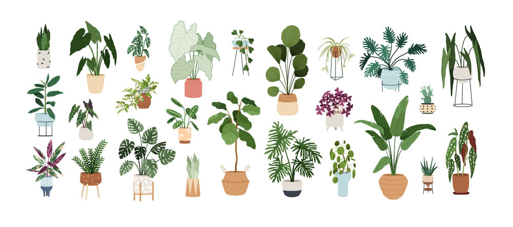 Different Types of Plants
