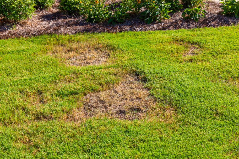 Disease and Insect Issues in Bermuda Grass