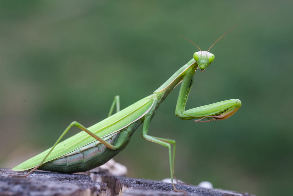 Do Praying Mantises Eat Earwigs