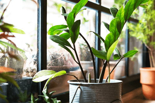 Does Window Privacy Film Affect Plants