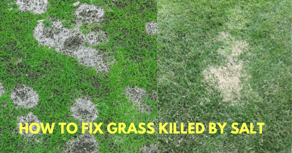How to Fix Grass Killed by Salt