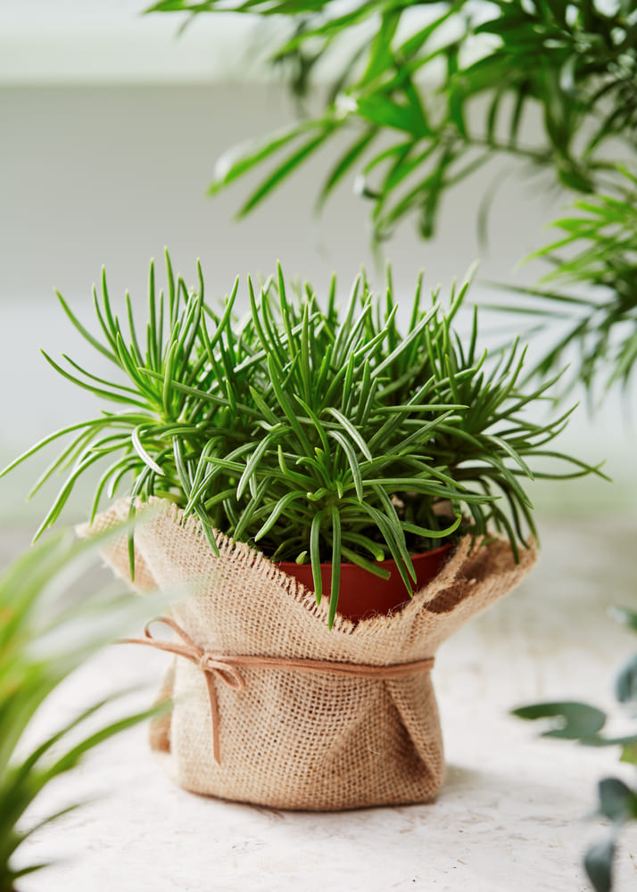 How to Gift Wrap a Plant