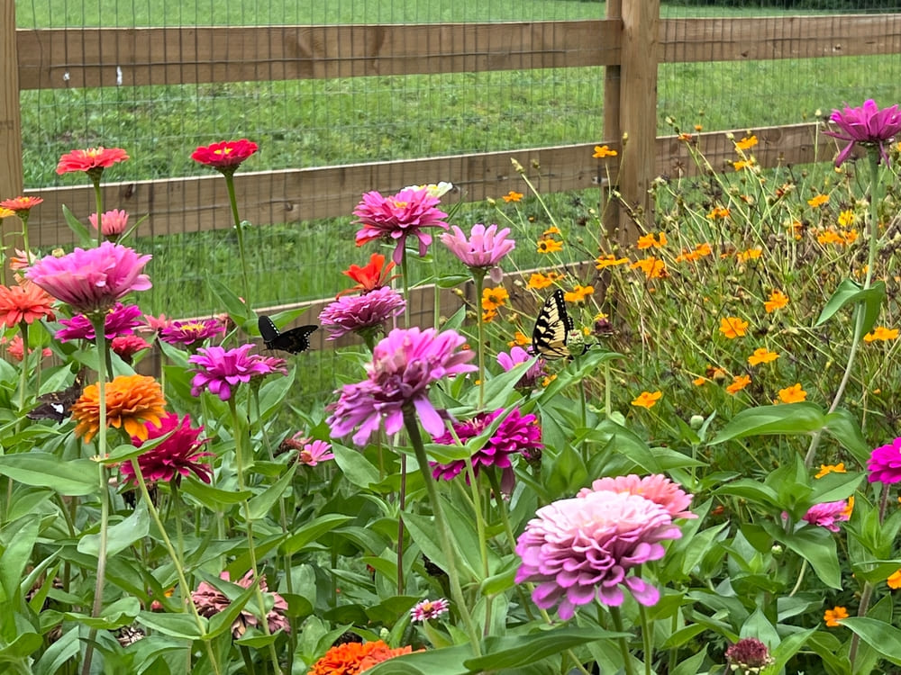How to Plant Zinnias and Cosmos Together