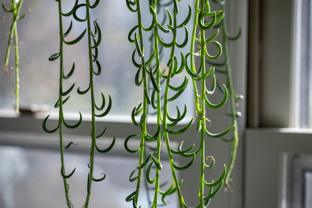 How to Propagate Fish Hook Plant